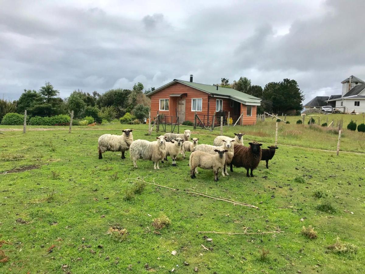 Cabana Nueva En Ancud Chiloe Eksteriør billede